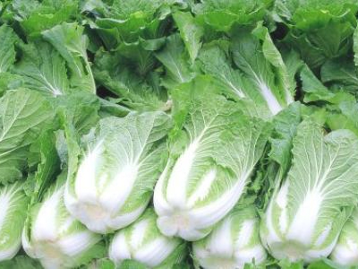 大白菜