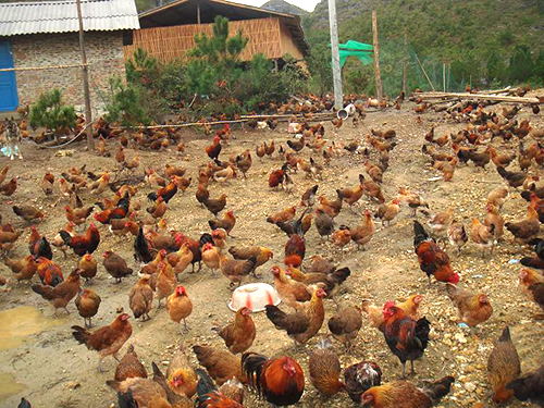 养鸡场