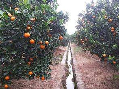 橘子园