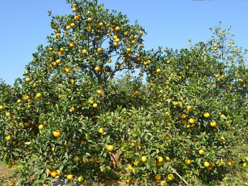 橙子园
