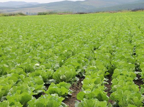 有机蔬菜种植场