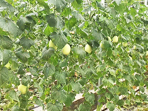 瓜果种植基地